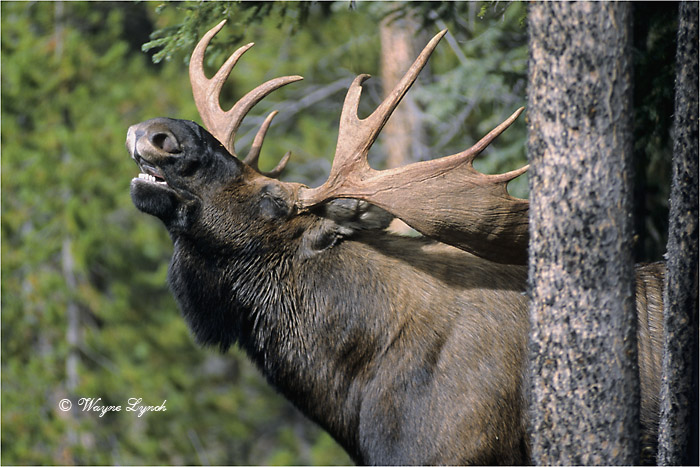 Bull Moose Lip-curling 104 by Dr. Wayne Lynch &copy;